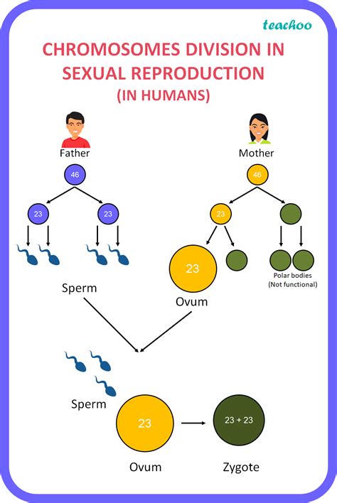 Image result for Why Do Humans Reproduce