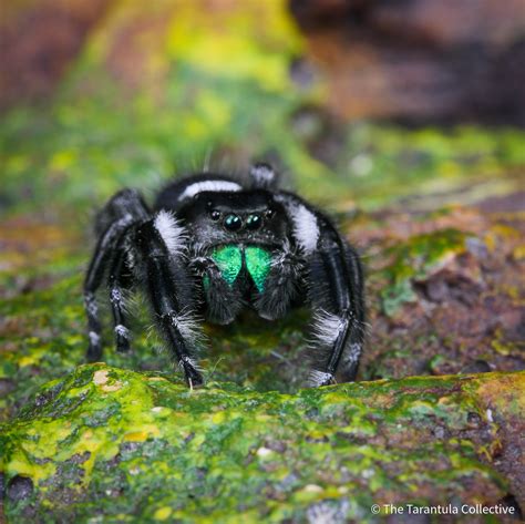 Phidippus