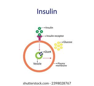 Image result for Insulin Management Algorithm