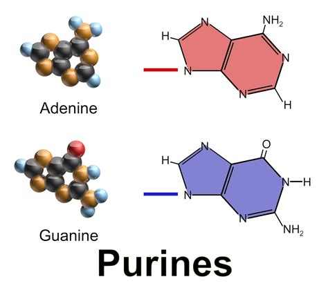 Purines And Pyrimidines In Dna Model