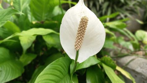 What Is the Best Soil for Peace Lily? - GardenAndSunshine