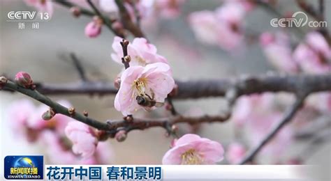 春和景明——2017盛世丹青中國畫邀請展暨商城上線即將開幕 - 每日頭條