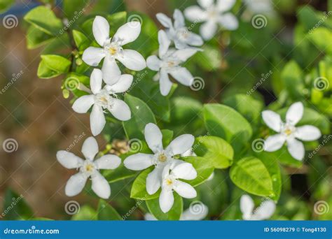 Jasmine Fiore Suitcase Pictures