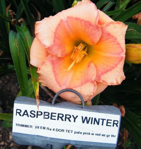 RASPBERRY WINTER - QB Daylily Gardens