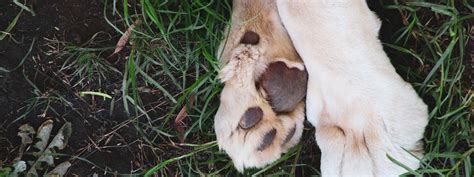 Zoof Guides – Zoof Pets