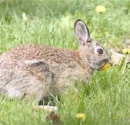 Image result for Wild Rabbits Nesting