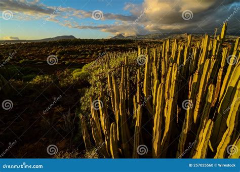 Landscape of Mexican Giant Cactus Plants in a Desert Under the Cloudy ...