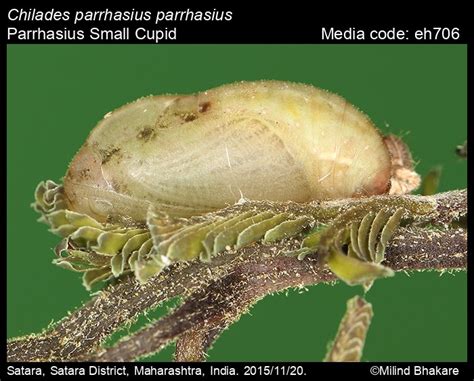 Chilades parrhasius | Butterfly