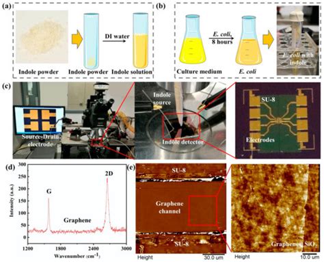 Detection of Bacterial Metabolic Volatile Indole Using a Graphene-Based ...