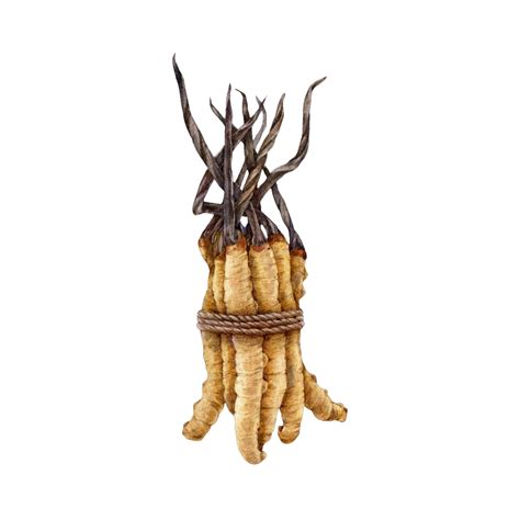 ABOUT CORDYCEPS MILITARIS – Alchemy Dose