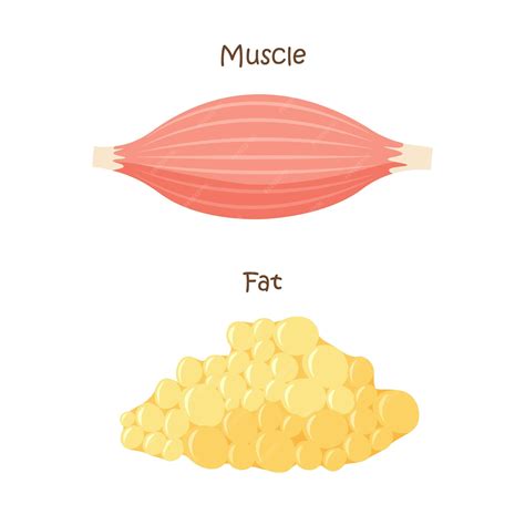 Premium Vector | Muscle and fat tissue icon Muscles mass gain weight ...