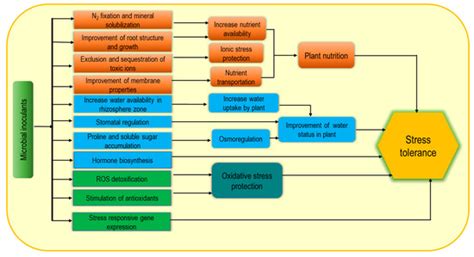 Biostimulants for the Regulation of Reactive Oxygen Species Metabolism ...