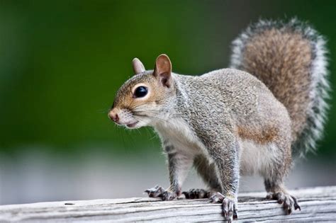 Are Squirrels Herbivores - Teeny Tiny Tails