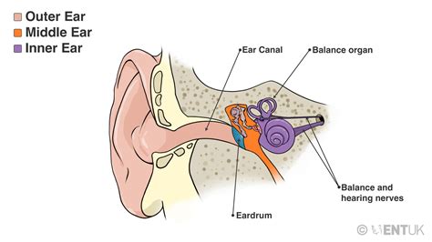 Vestibular migraine | ENT UK