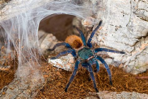 Green Bottle Blue Tarantula Pictures - AZ Animals