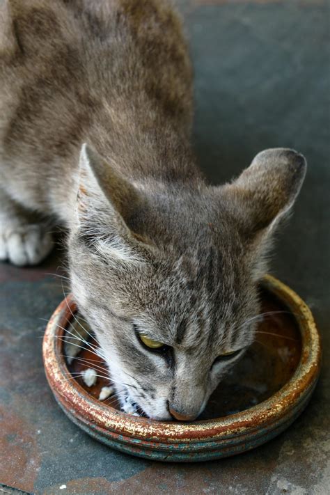 Can Cats Eat Bones? How to Feed Them Safely? - Bella+Duke