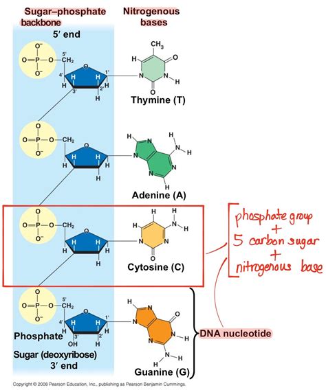 DNA Basic Unit 的图像结果