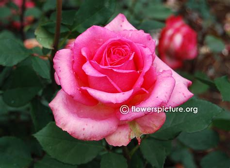 Ooty rose garden flower shows and rose varieties gallery 2