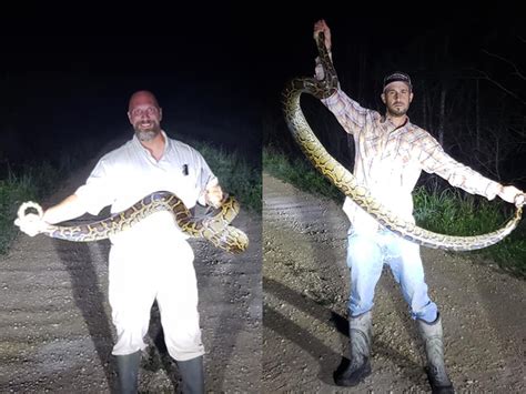 Image result for Someone Catching a Python