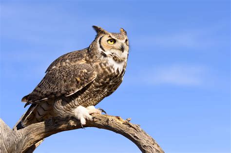 Discover 8 Types of Owls in Pennsylvania (From Rarest to Most Common ...