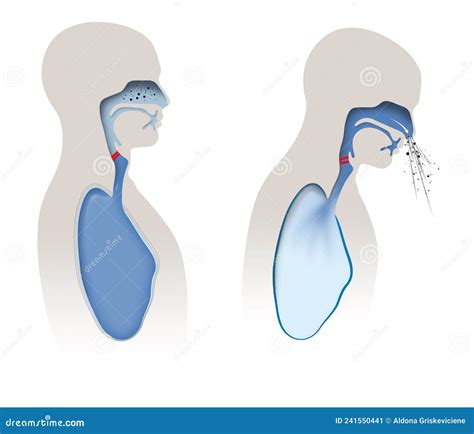 Source Mechanism of Cough and Sneeze Stock Illustration - Illustration of receptor, respiration ...