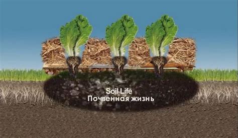 Пермакультурные почвы с Джефом Лотоном [видео] | RussianPermaculture.ru