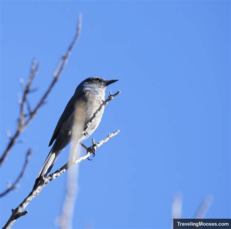 Image result for Loop Pimple