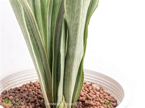 Silver Siam Sansevieria Plant For Sale In India | Online plant nursery