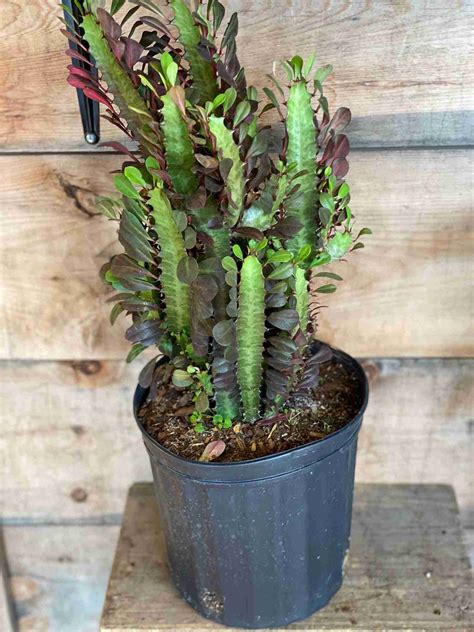 Euphorbia Cactus Care Instructions at Kimberly Mayer blog