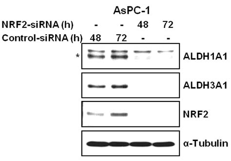 Silencing of NRF2 Reduces the Expression of ALDH1A1 and ALDH3A1 and ...