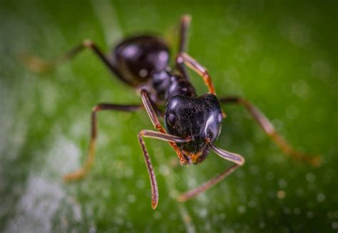 How to Get Rid of Tiny Ants in the Kitchen (Naturally) | BugWiz