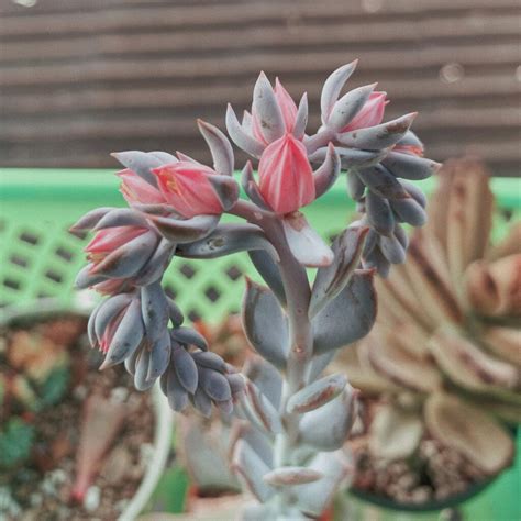 How To Care For Succulents Outdoors: A Comprehensive Guide