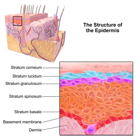 Layers of the Skin | Anatomy and Physiology I Class Notes | Fiveable ...