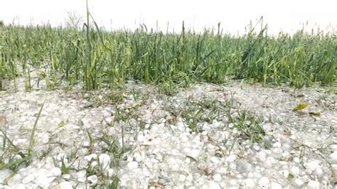 'Girdawari' ordered to assess crop loss due to hailstorm in Haryana ...