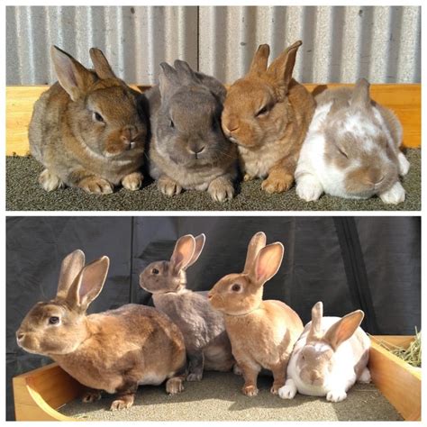 How To Care For A Mini Rex Rabbit at Audrey Stier blog