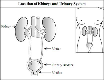 Kidney Structure and Kidney Function Information
