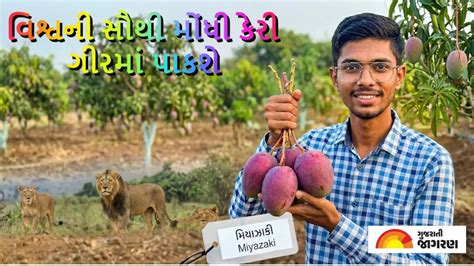 Miyazaki Mango in Gir: જૂનાગઢ: ગીરમાં પાકશે હવે વિશ્વની સૌથી મોંઘી ...