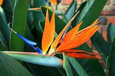 uccelli paradiso fiore uccello paradiso strelizia alba strelizia alba uccelli paradiso fiore uccello paradiso strelizia alba strelizia alba
