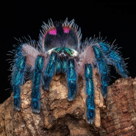 Typhochlaena seladonia — The Tarantula Collective