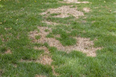 How To Repair Winter-Damaged Lawns: Patching Bare Spots And Reviving ...