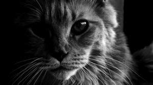Maine coon full hd, hdtv, fhd, 1080p wallpapers hd, desktop backgrounds ...