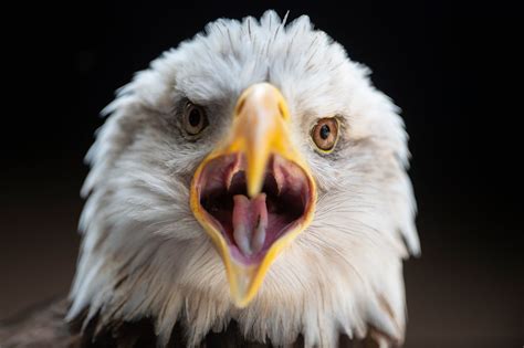 Auburn football vs. Baylor tickets: Best prices for AU's season-opener