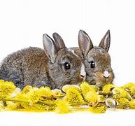 Image result for Spring Bunnies Playing Wallpaper