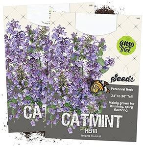 WILLVINE Catmint Herb (Nepeta mussinii)-2 x Packet Seed Price in India ...
