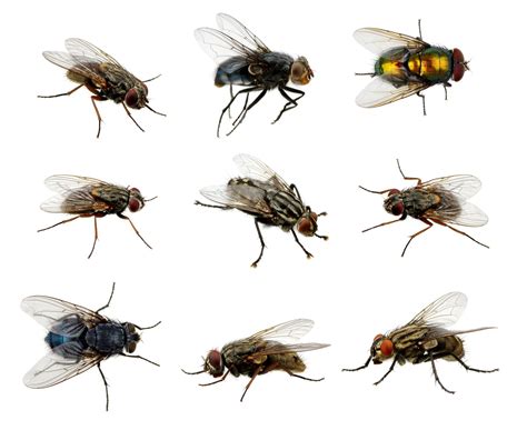 Flies