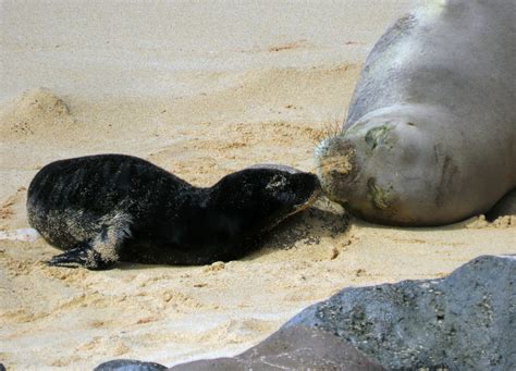Baby Caribbean Monk Seal