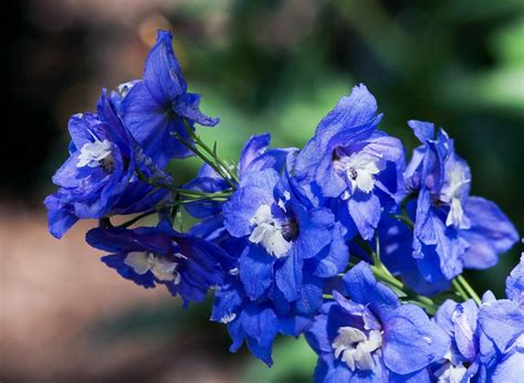 Ultimate Guide to the Delphinium Flower (Meaning & Symbolism) - Petal ...