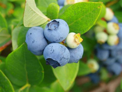 长沙县蓝莓种植基地汇总（附地址+采摘时间+参考价格）- 长沙本地宝