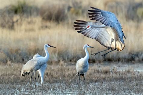 Can You Shoot Sandhill Cranes In Ga at Michiko Durbin blog