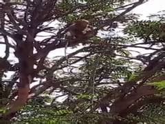 Monkeys run away with blood test samples in Meerut college; Principal ...